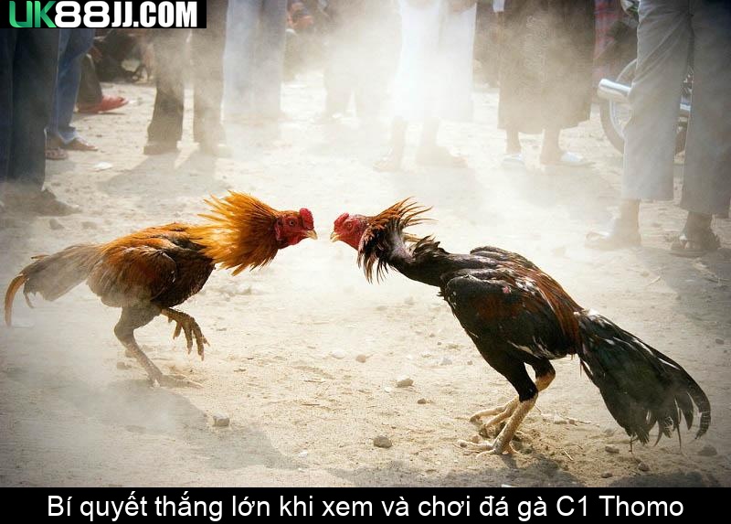 Bí quyết thắng lớn khi xem và chơi đá gà C1 Thomo