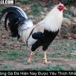 Các Dòng Gà Đá Hiện Nay Được Yêu Thích Nhất 2025
