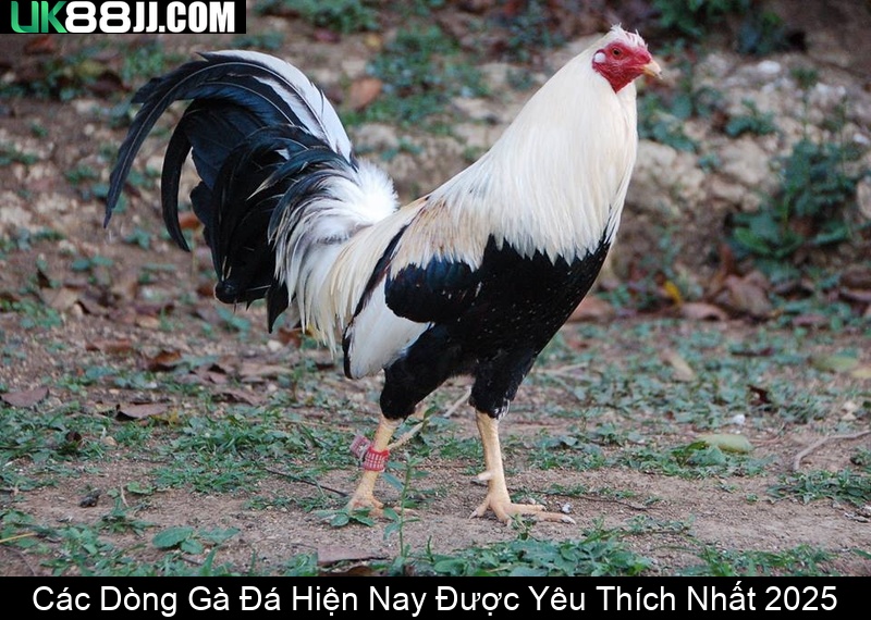 Các Dòng Gà Đá Hiện Nay Được Yêu Thích Nhất 2025