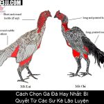 Cách Chọn Gà Đá Hay Nhất Bí Quyết Từ Các Sư Kê Lão Luyện