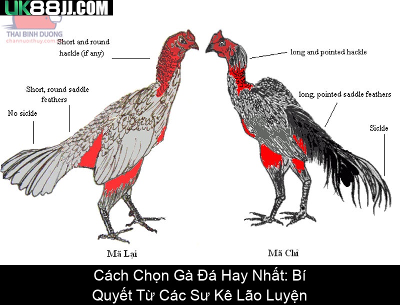 Cách Chọn Gà Đá Hay Nhất Bí Quyết Từ Các Sư Kê Lão Luyện
