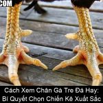 Cách Xem Chân Gà Tre Đá Hay Bí Quyết Chọn Chiến Kê Xuất Sắc