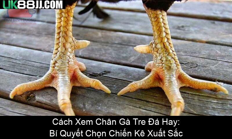 Cách Xem Chân Gà Tre Đá Hay Bí Quyết Chọn Chiến Kê Xuất Sắc