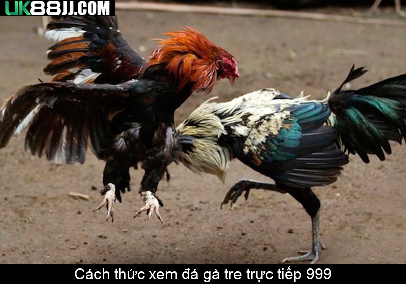 Cách thức xem đá gà tre trực tiếp 999