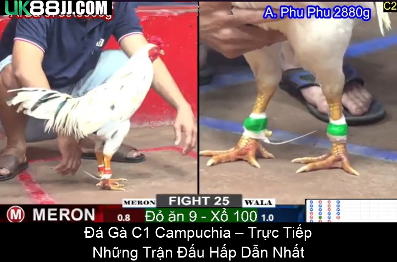 Đá Gà C1 Campuchia – Trực Tiếp Những Trận Đấu Hấp Dẫn Nhất