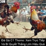 Đá Gà C1 Thomo Xem Trực Tiếp Và Bí Quyết Thắng Lớn Hiệu Quả