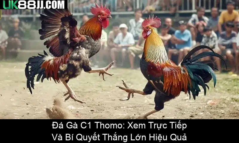 Đá Gà C1 Thomo Xem Trực Tiếp Và Bí Quyết Thắng Lớn Hiệu Quả