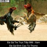 Đá Gà Tre Trực Tiếp 999 Xem Đá Gà Đỉnh Cao Từ Thomo