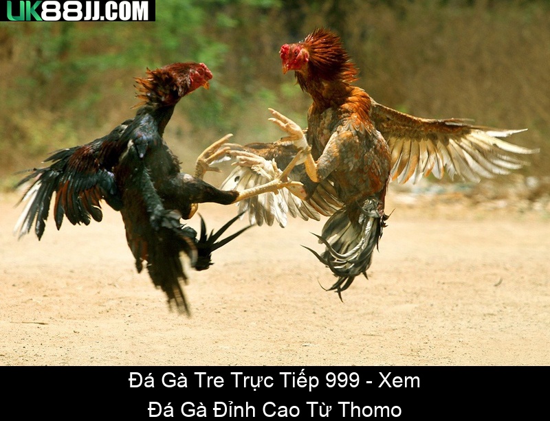 Đá Gà Tre Trực Tiếp 999 Xem Đá Gà Đỉnh Cao Từ Thomo