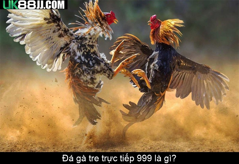 Đá gà tre trực tiếp 999 là gì