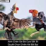 Xem Chân Gà Đá Cựa Sắt Bí Quyết Chọn Chiến Kê Bất Bại