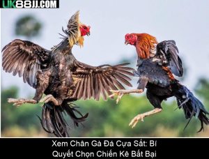 Đá Gà Tre Trực Tiếp 999 – Xem Đá Gà Đỉnh Cao Từ Thomo