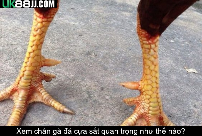 Xem chân gà đá cựa sắt quan trọng như thế nào